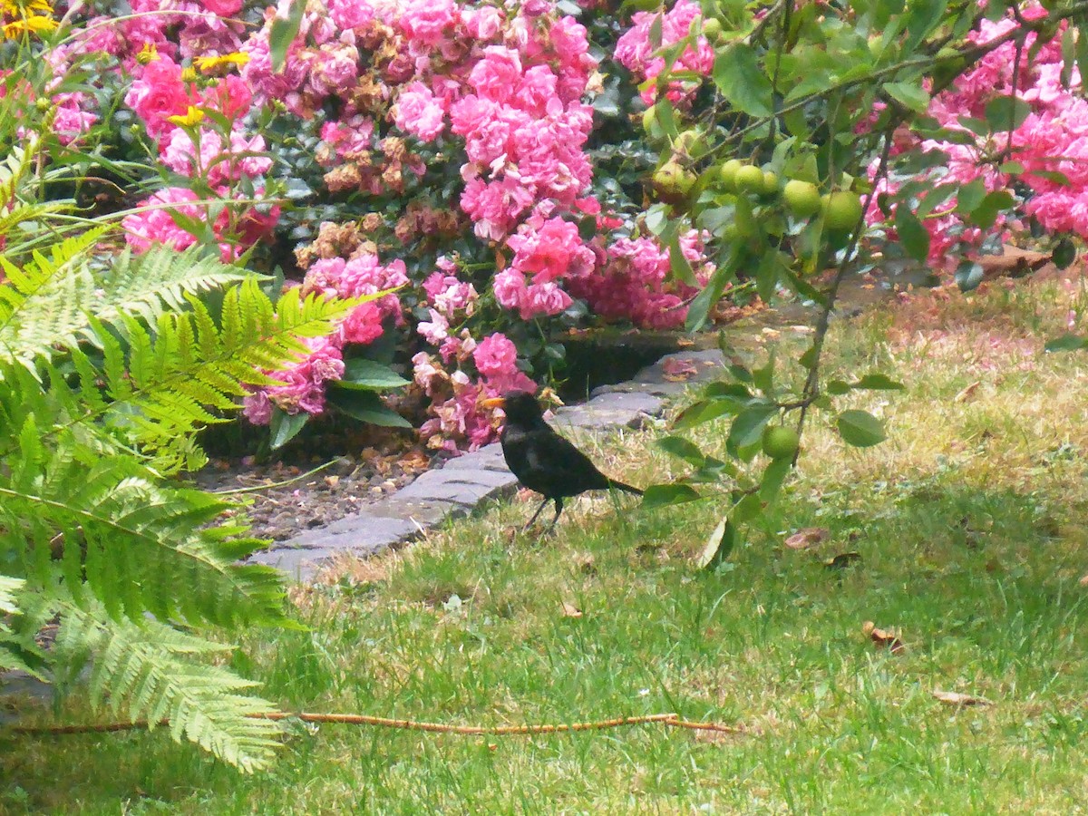 Eurasian Blackbird - ML177804141