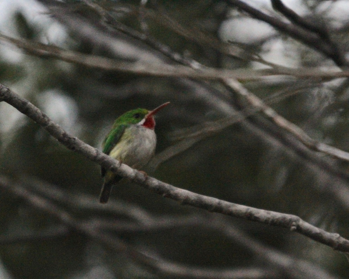 Puerto Rican Tody - ML177812311