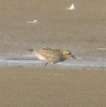 Pacific Golden-Plover - ML177812851