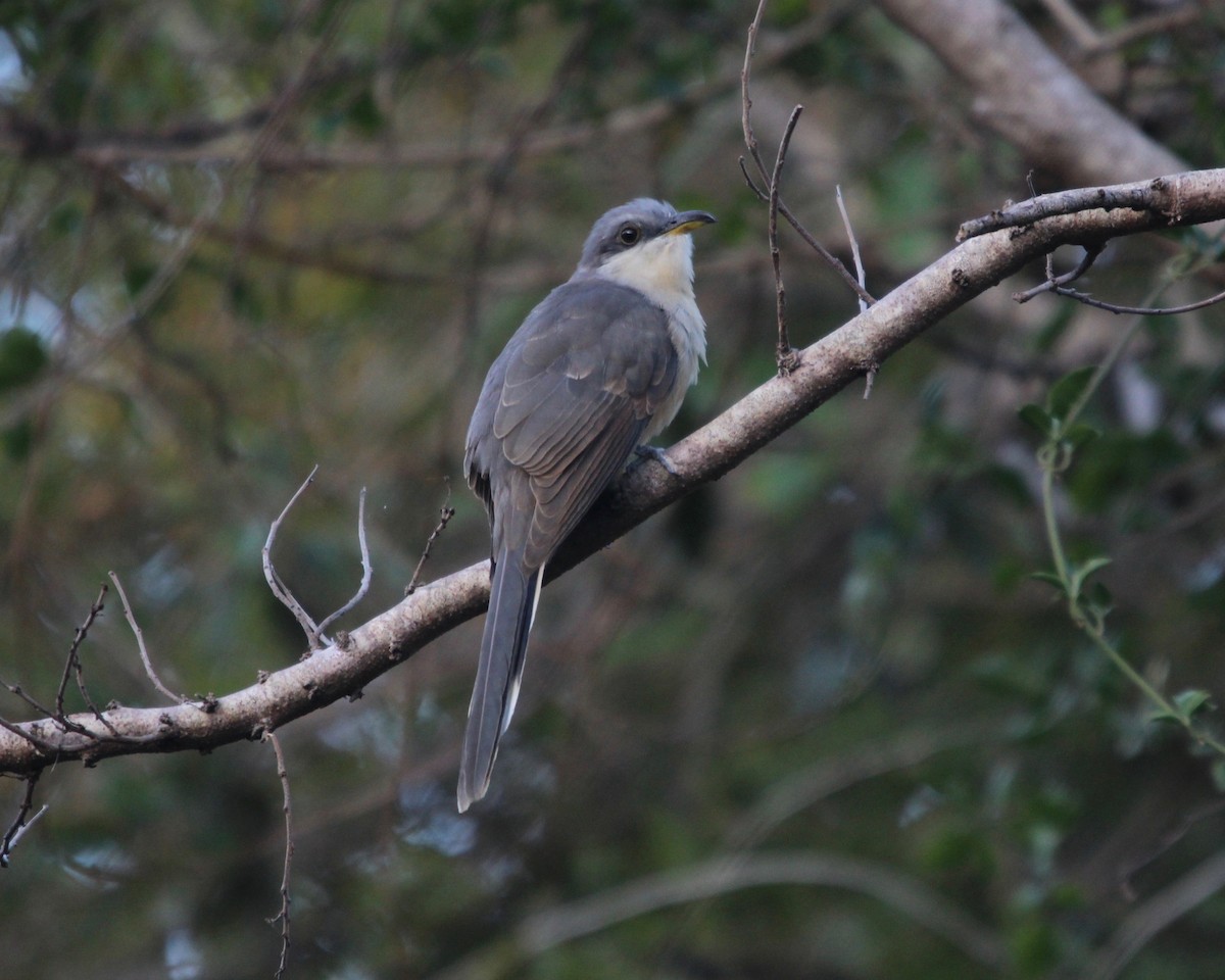 Mangrove Cuckoo - Daniel S.