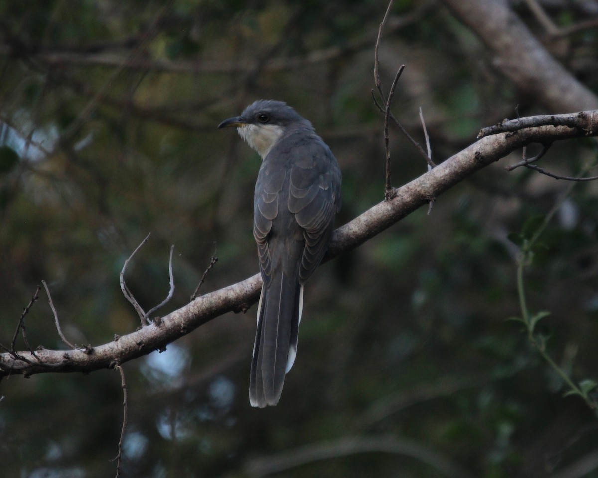 Mangrove Cuckoo - ML177813181