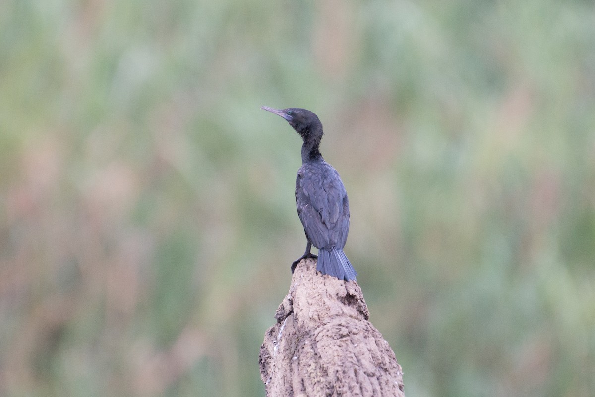 Cormorán Totinegro - ML177813421