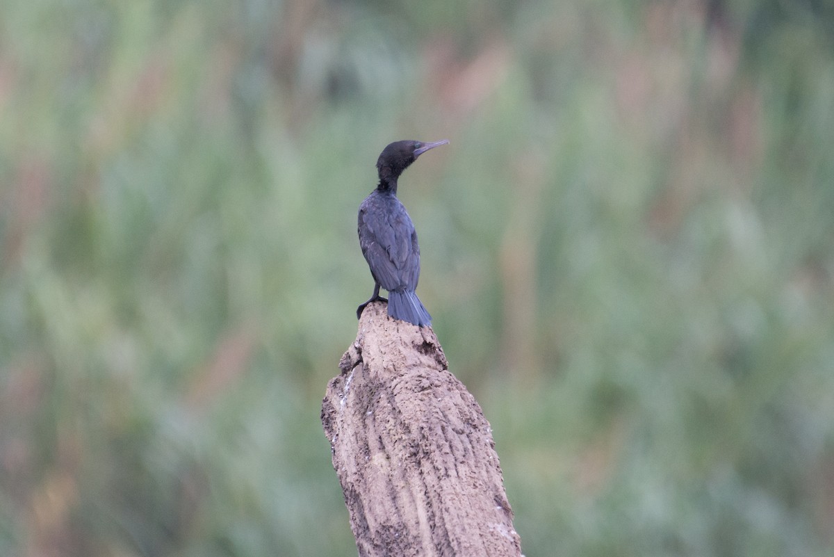 Little Black Cormorant - ML177813451