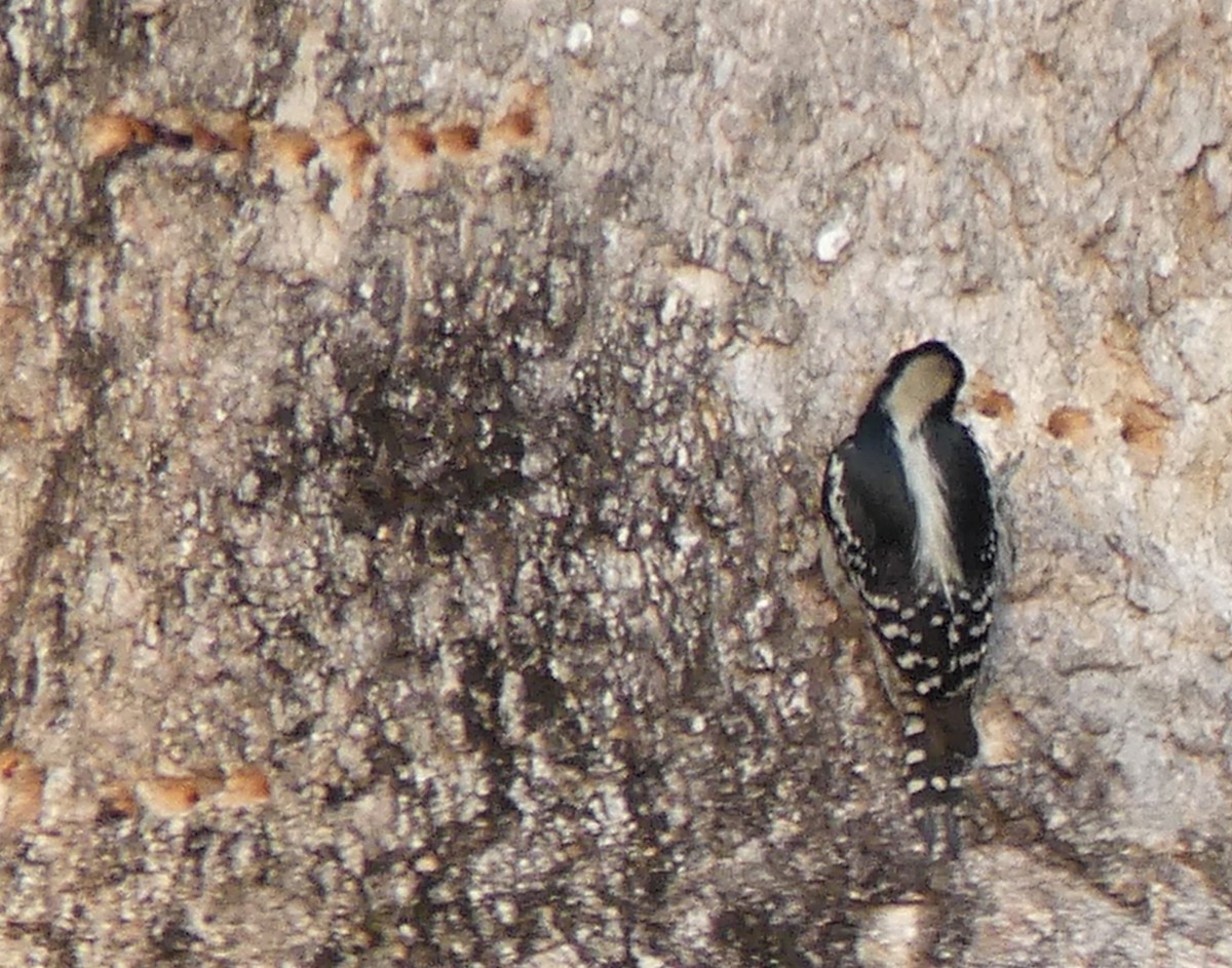 White-fronted Woodpecker - Robin Duska