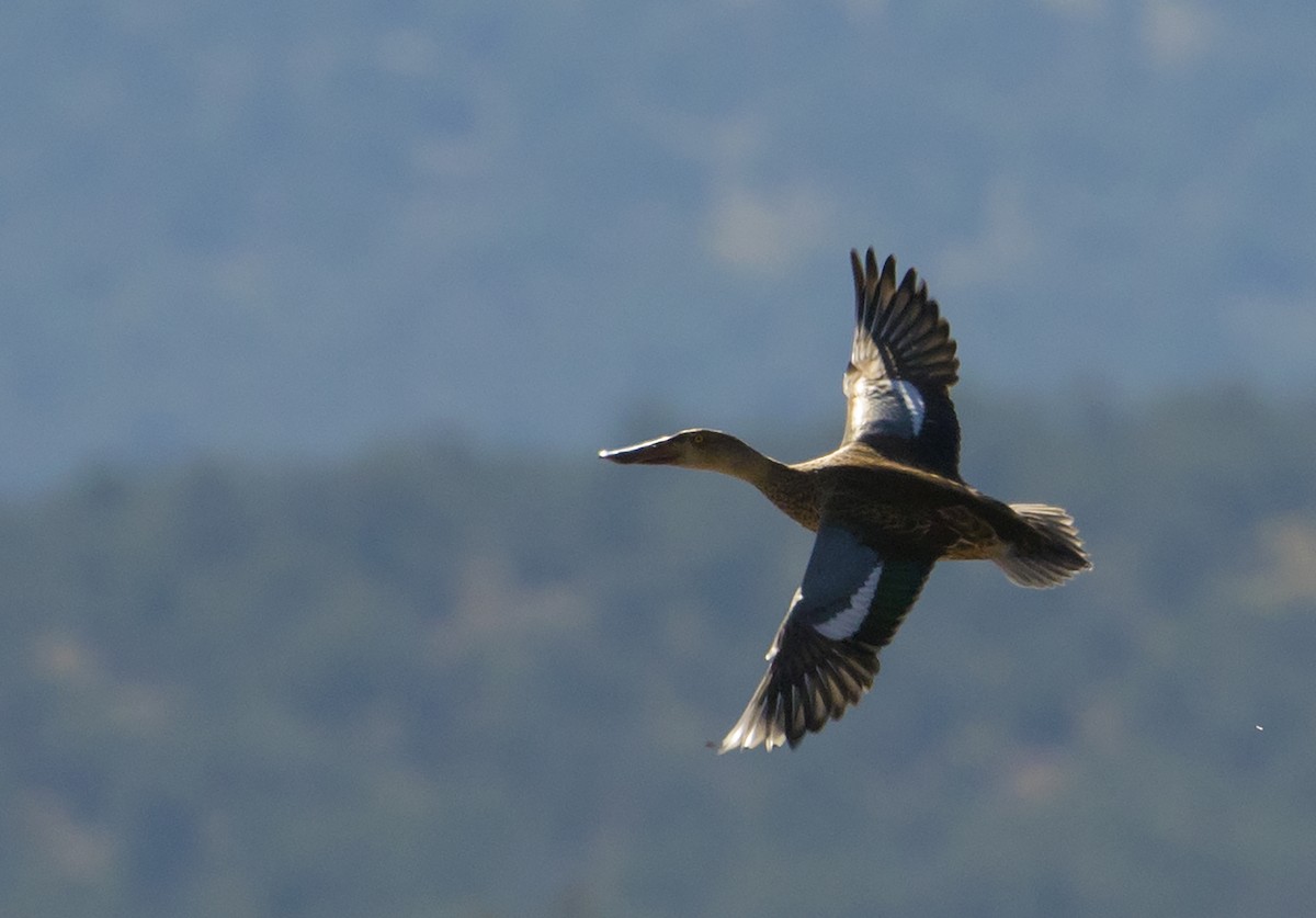 Northern Shoveler - Jason Lott