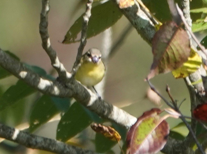 Philadelphia Vireo - ML177814101