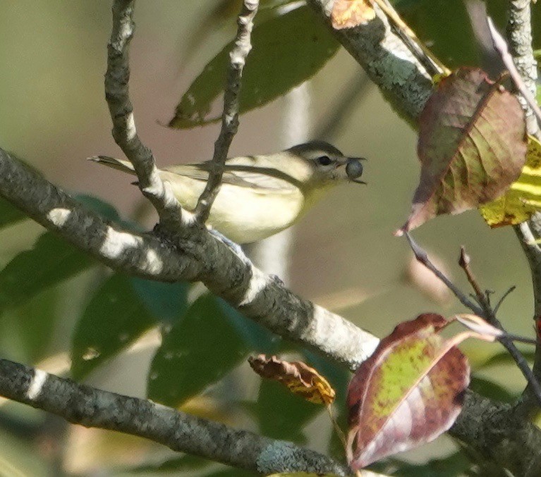 Philadelphia Vireo - ML177814111