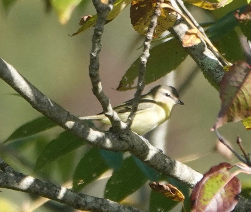 Philadelphia Vireo - ML177814121