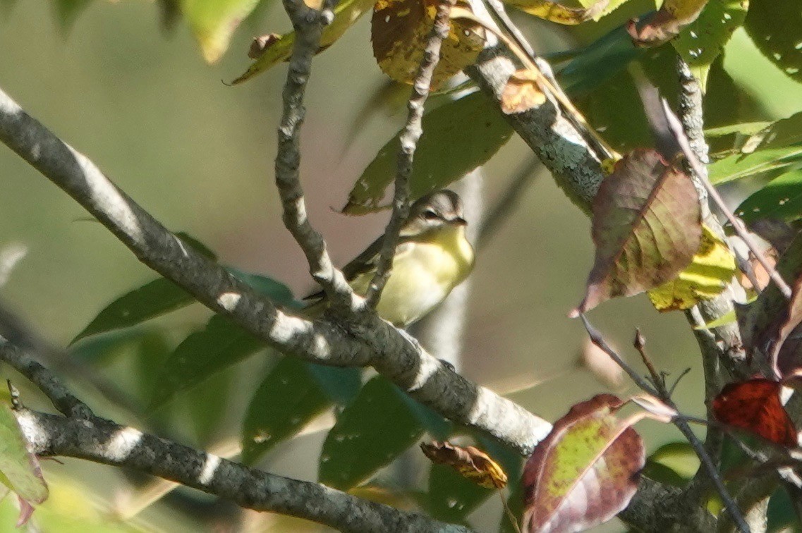 Philadelphia Vireo - ML177814131
