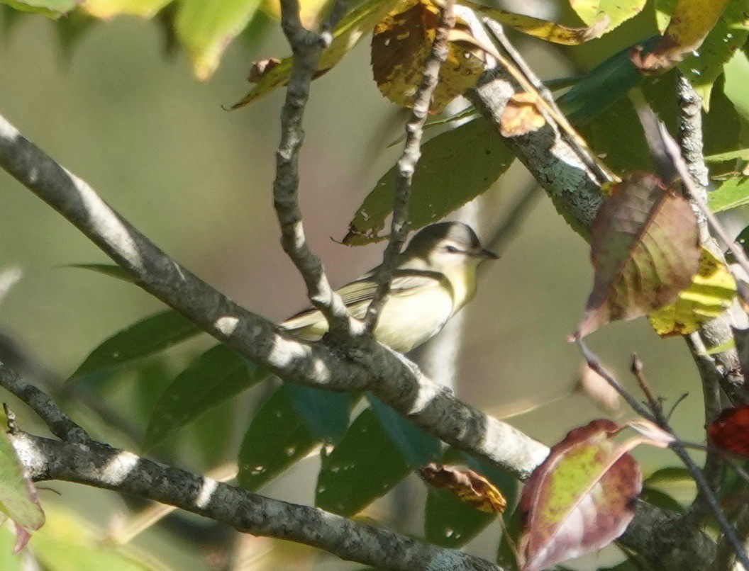 Philadelphia Vireo - ML177814141
