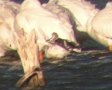 Avoceta Americana - ML177814741