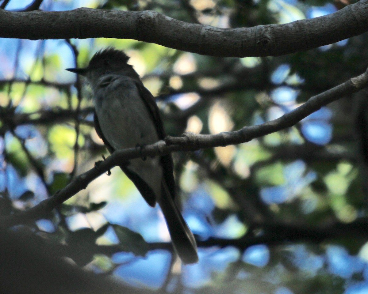 Puerto Rican Flycatcher - ML177814771