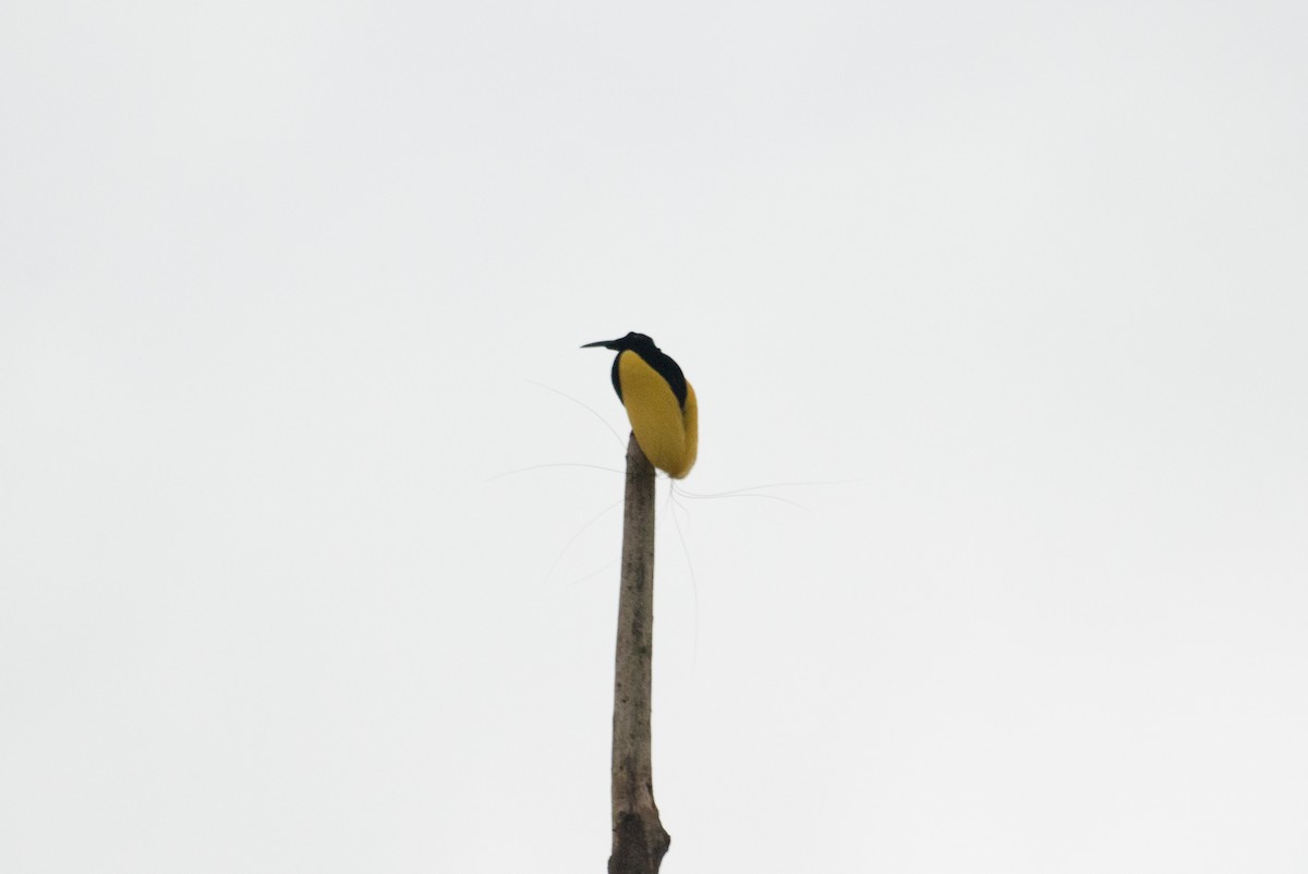 Twelve-wired Bird-of-Paradise - John C. Mittermeier