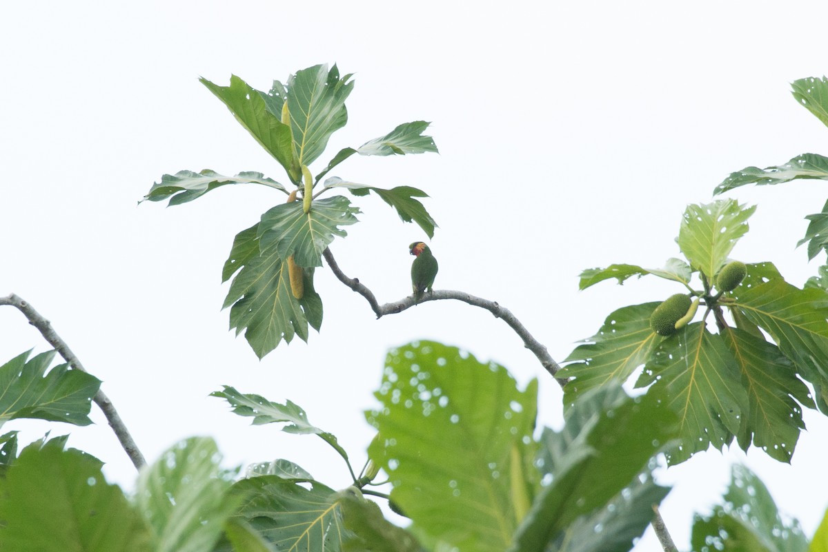 Желтоухий фиговый попугайчик - ML177815621