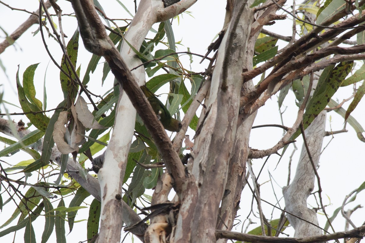Буроголовый карликовый попугайчик - ML177815761