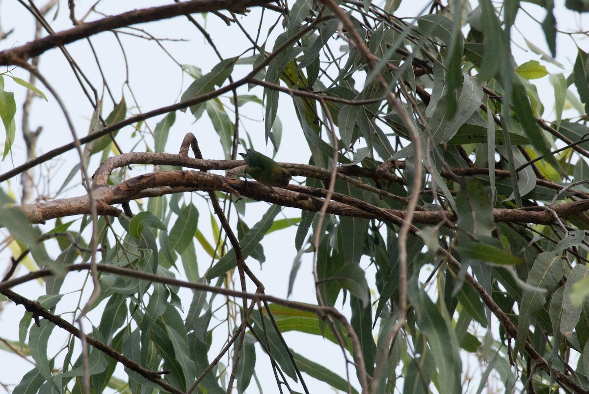 Буроголовый карликовый попугайчик - ML177815811