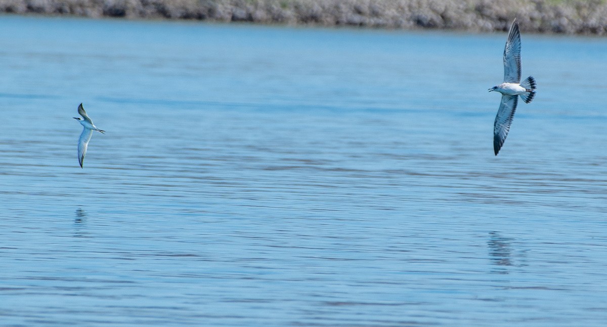 Forster's Tern - ML177819811