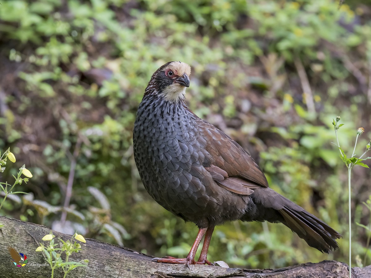 Buffy-crowned Wood-Partridge - ML177820061