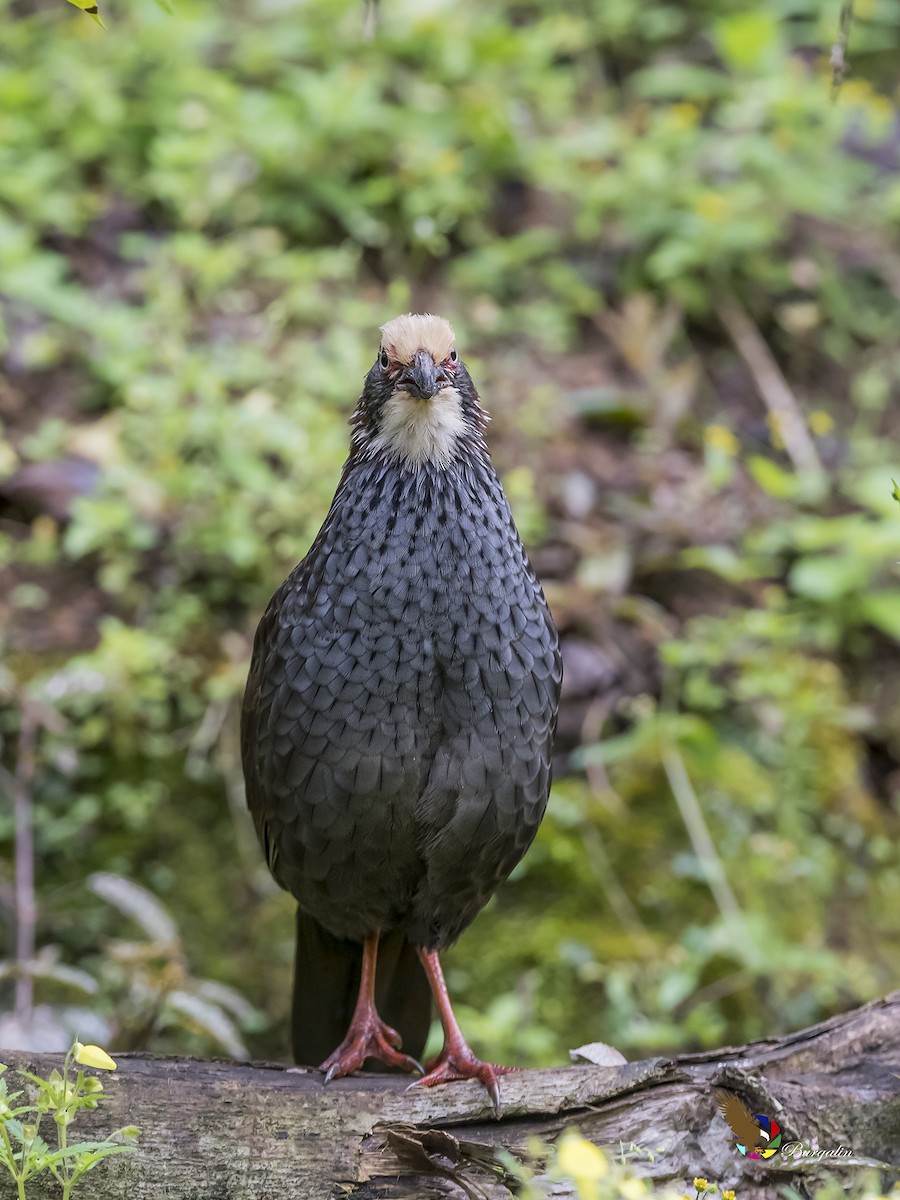 Buffy-crowned Wood-Partridge - ML177820071