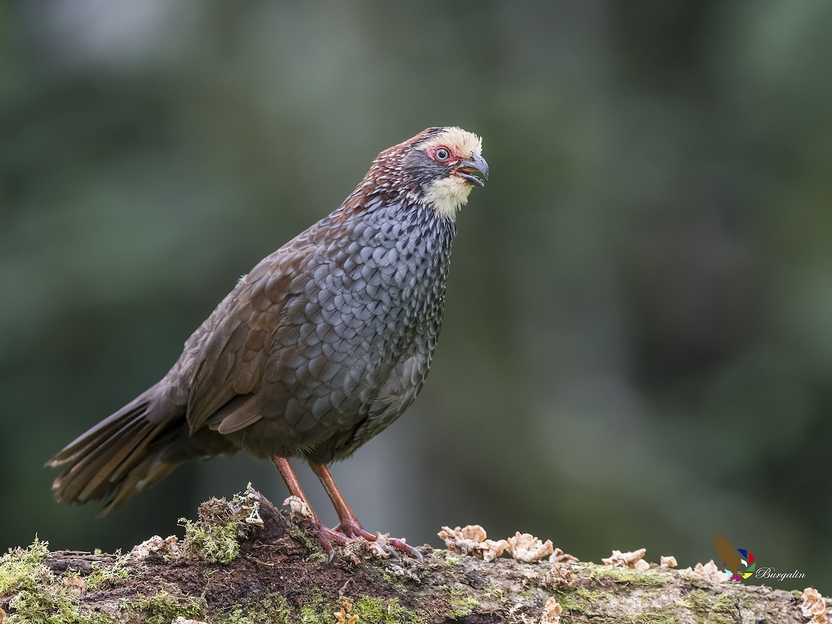 Buffy-crowned Wood-Partridge - Fernando Burgalin Sequeria