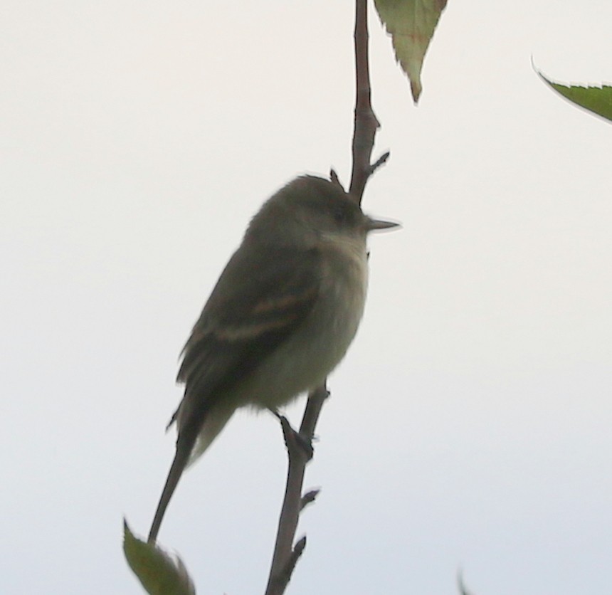 Willow Flycatcher - ML177820131