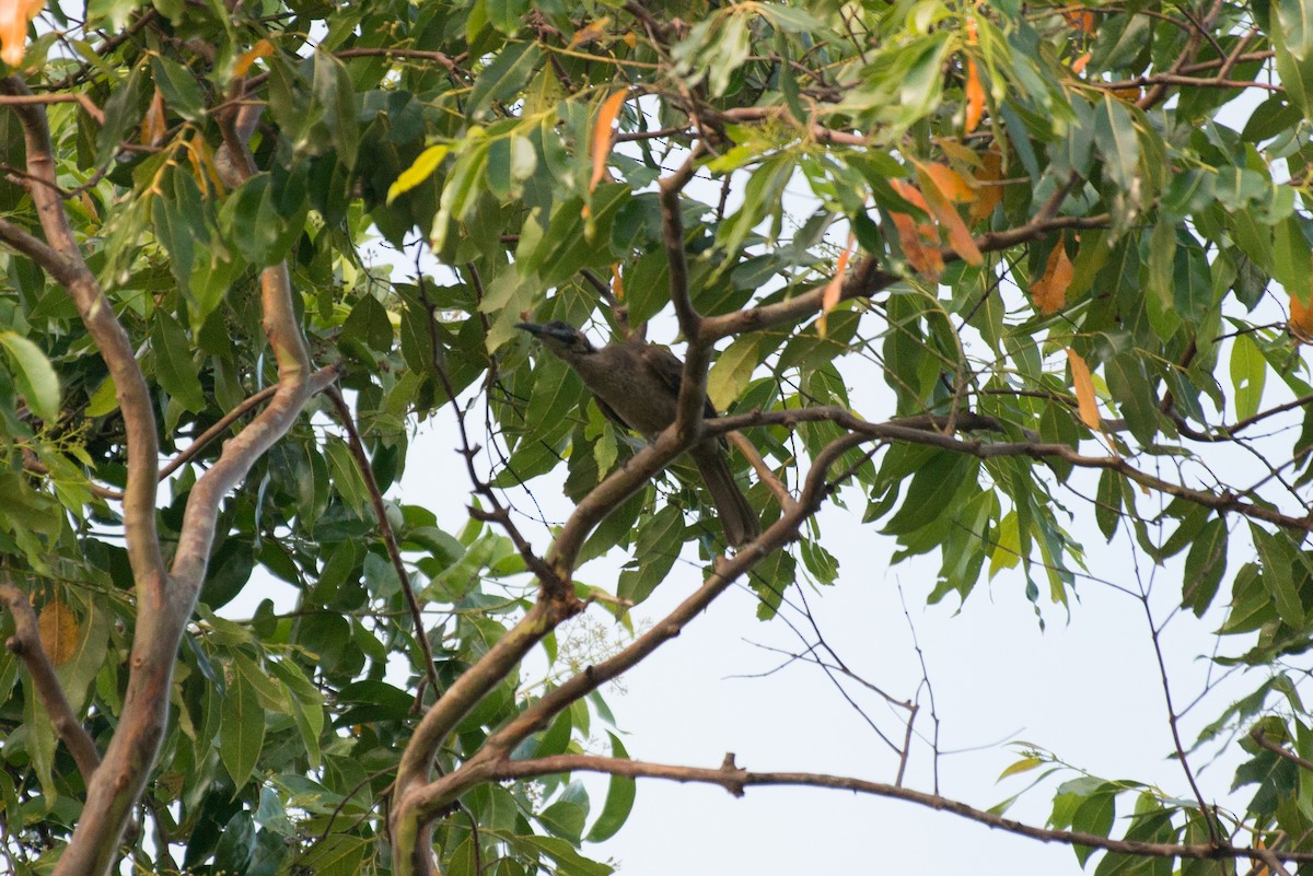 Helmeted Friarbird - ML177820431