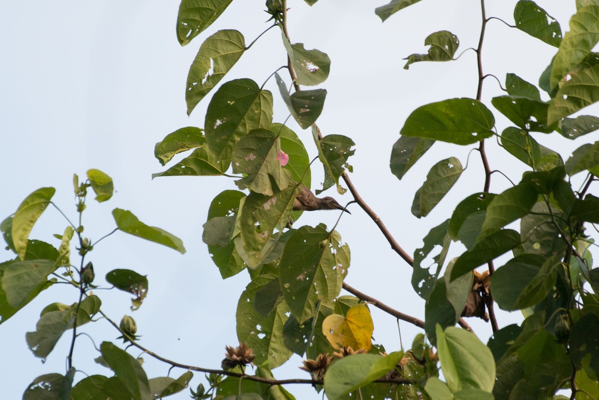 Tawny-breasted Honeyeater - ML177820451