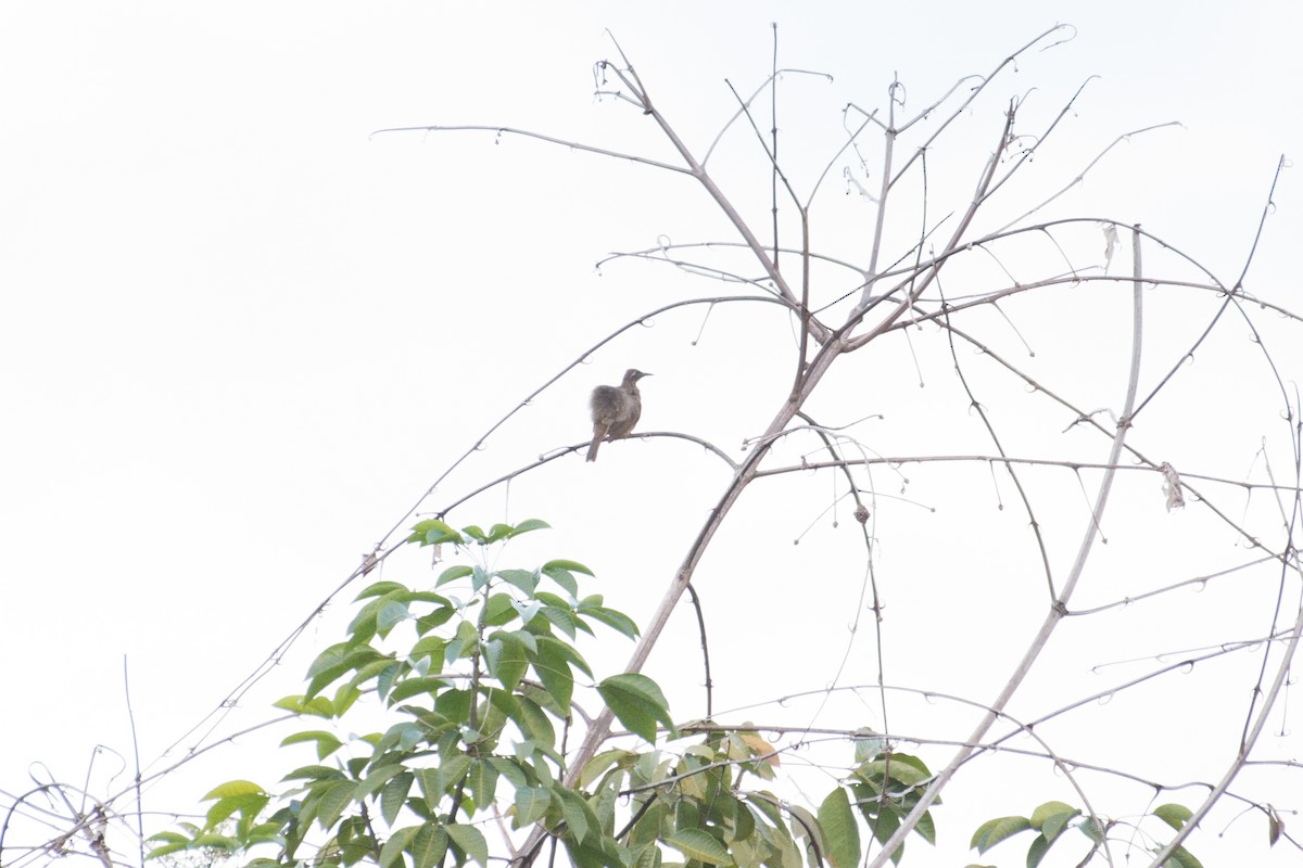 Tawny-breasted Honeyeater - ML177820471