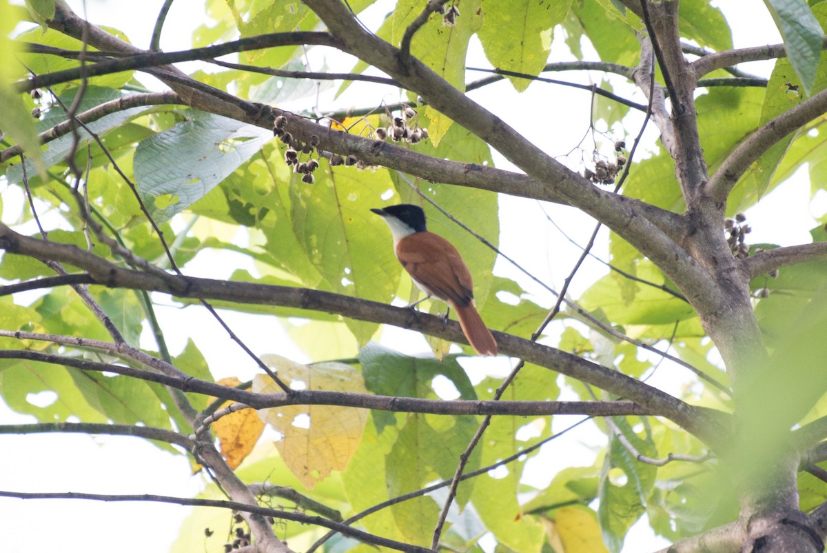 Shining Flycatcher - ML177820511