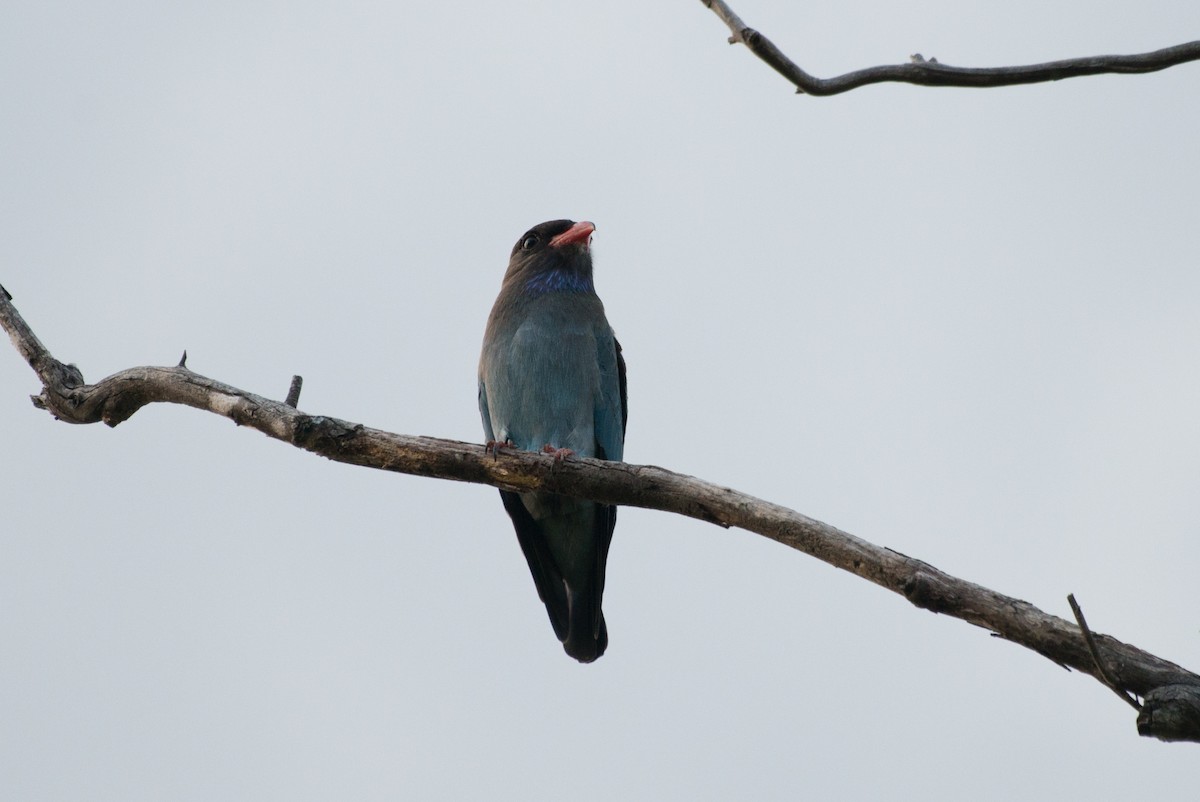 Dollarbird - John C. Mittermeier