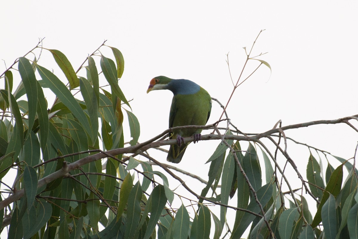 Orange-fronted Fruit-Dove - ML177820561