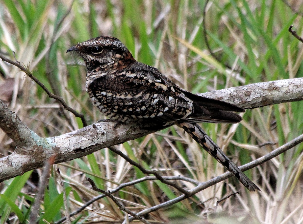 Scissor-tailed Nightjar - ML177821831