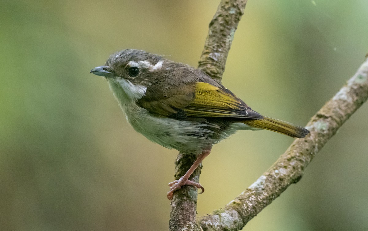 Pied Shrike-Babbler - Forest Botial-Jarvis