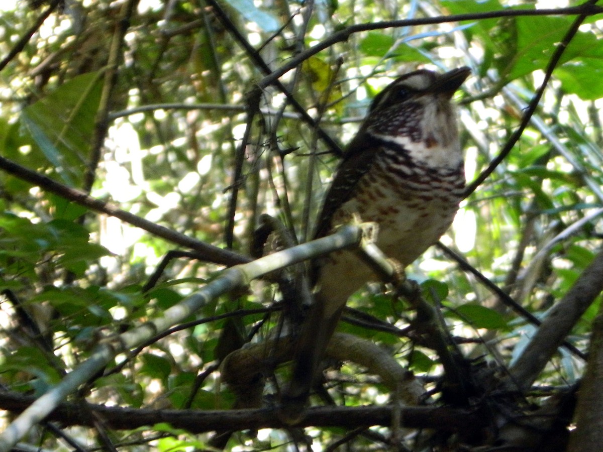 Short-legged Ground-Roller - Louis Imbeau