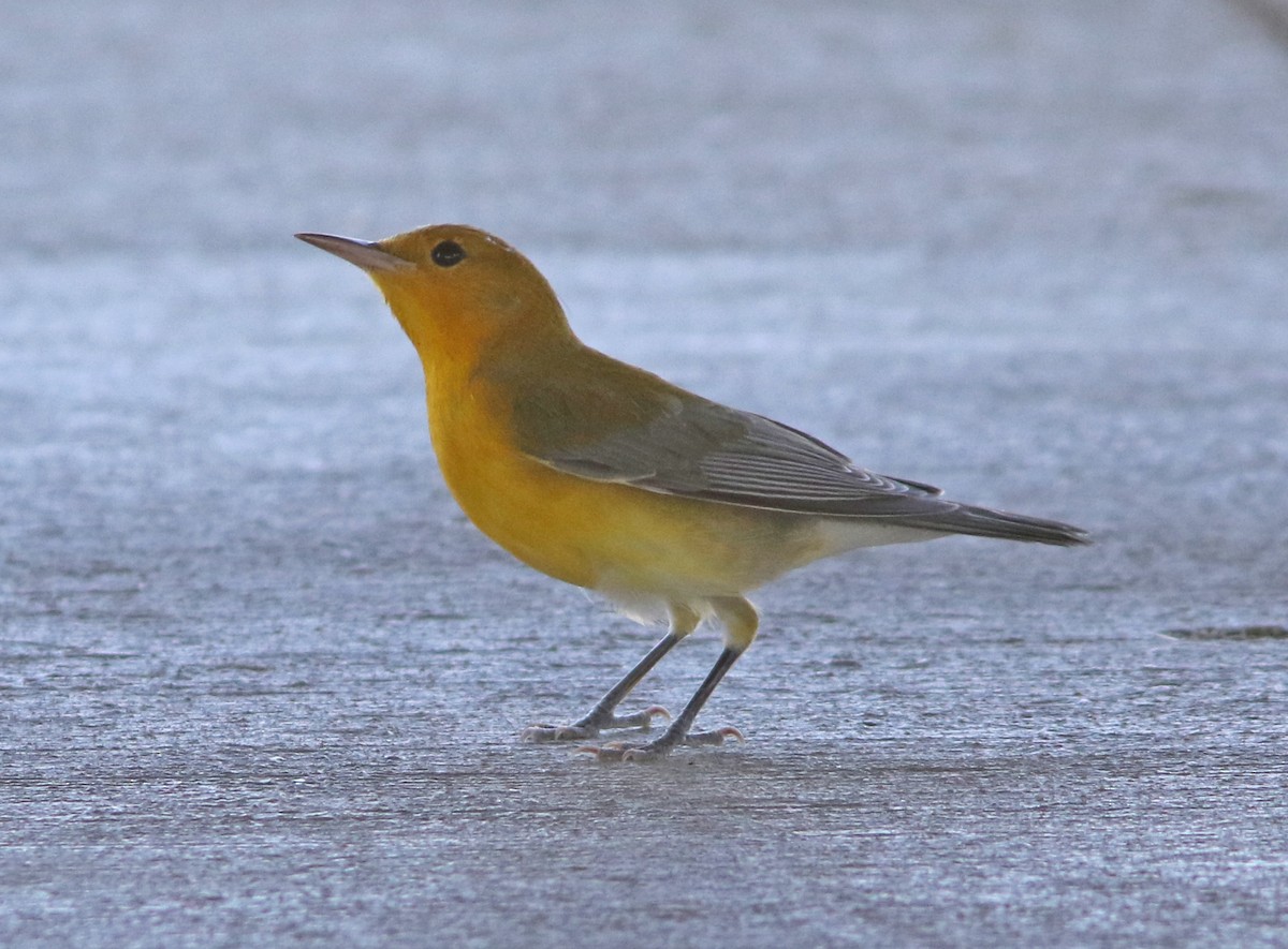 Prothonotary Warbler - ML177825881