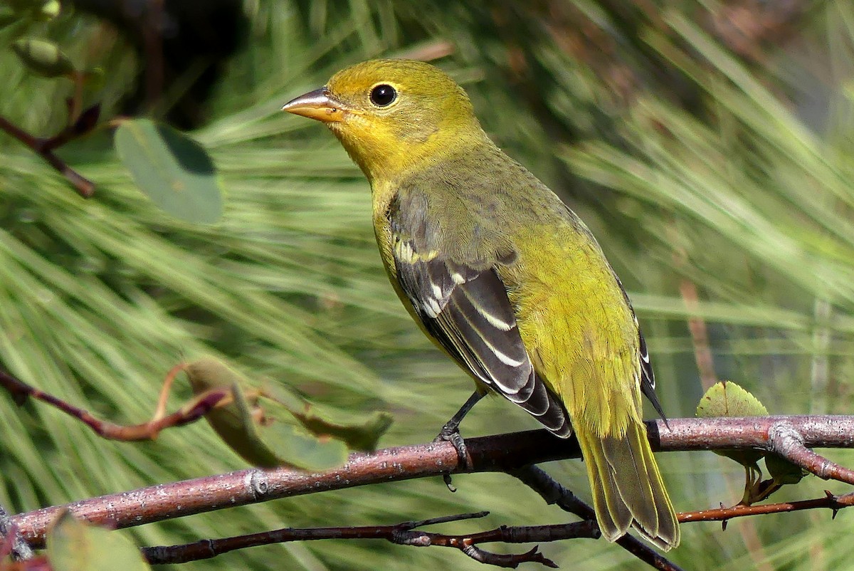 Western Tanager - Brad Vissia