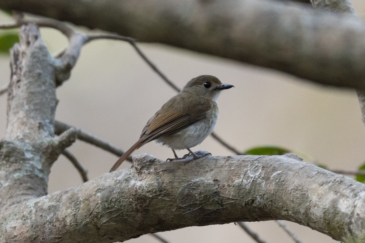 Fulvous-chested Jungle Flycatcher - Michael Fuhrer