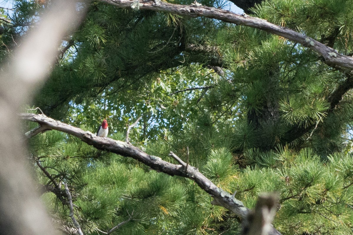 Red-headed Woodpecker - ML177831061