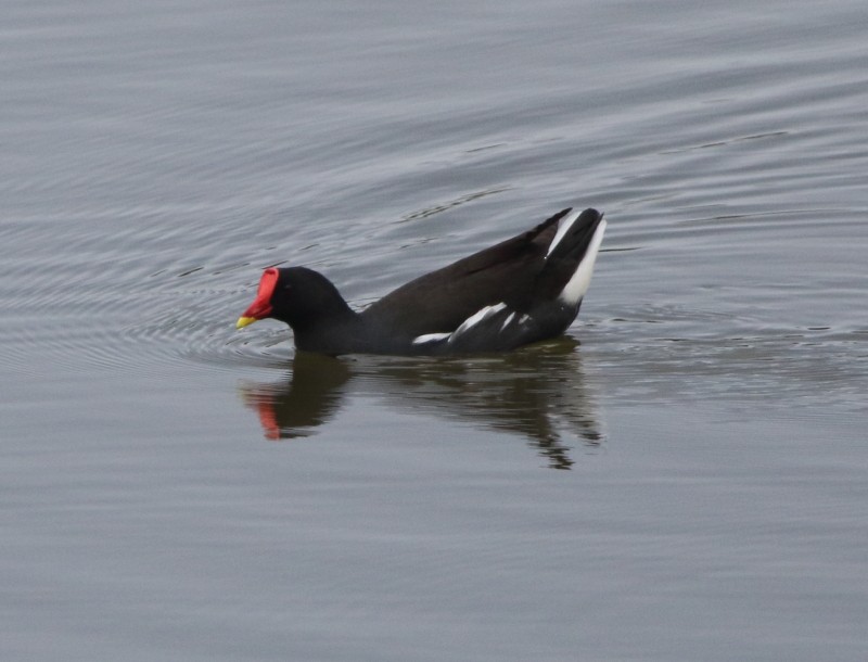 Eurasian Moorhen - ML177831521