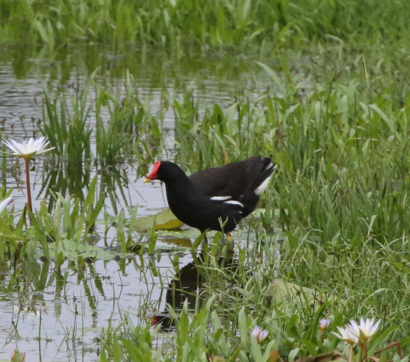 Eurasian Moorhen - ML177831531