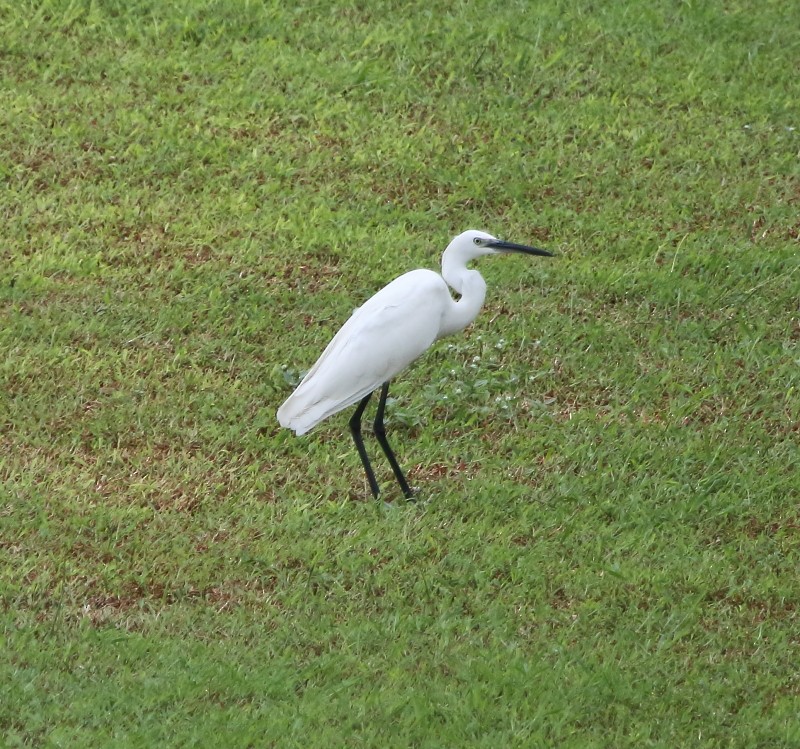 Little Egret - ML177831611