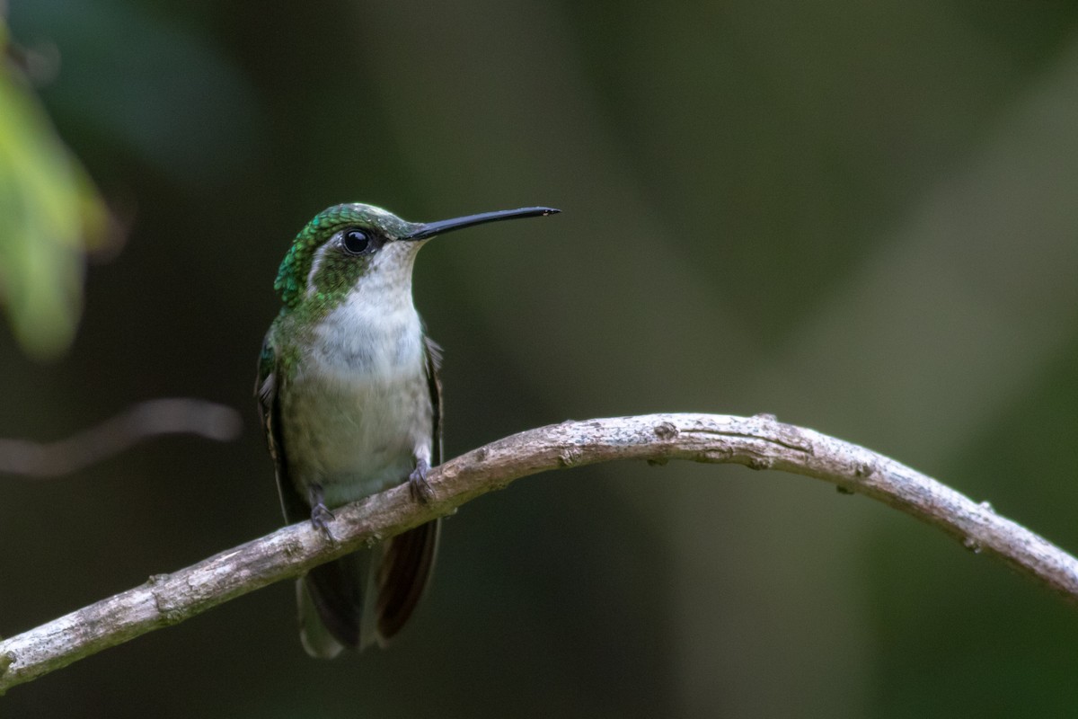 Green-throated Mountain-gem - Francis Canto Jr