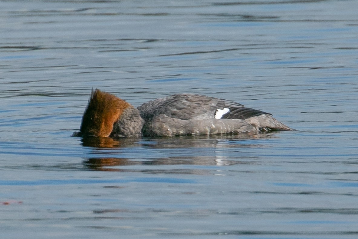 Common Merganser - John Reynolds