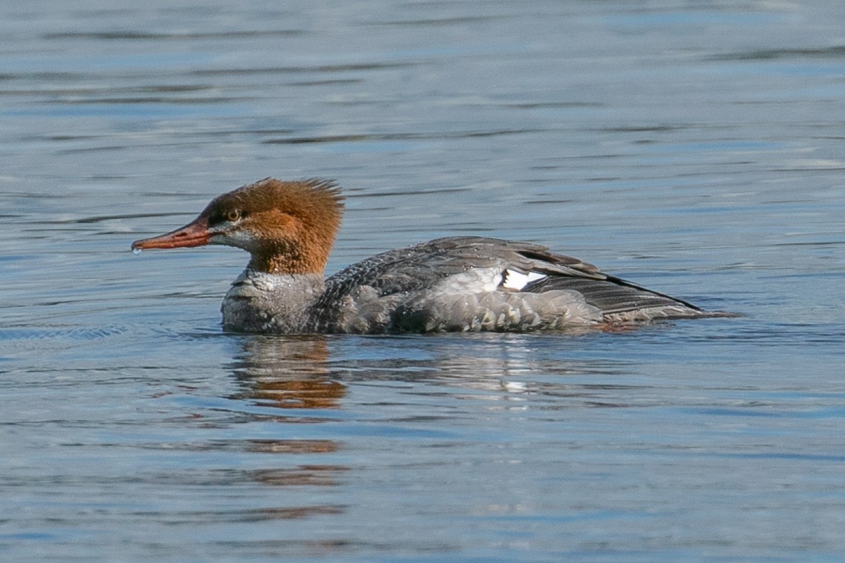 Common Merganser - ML177833701