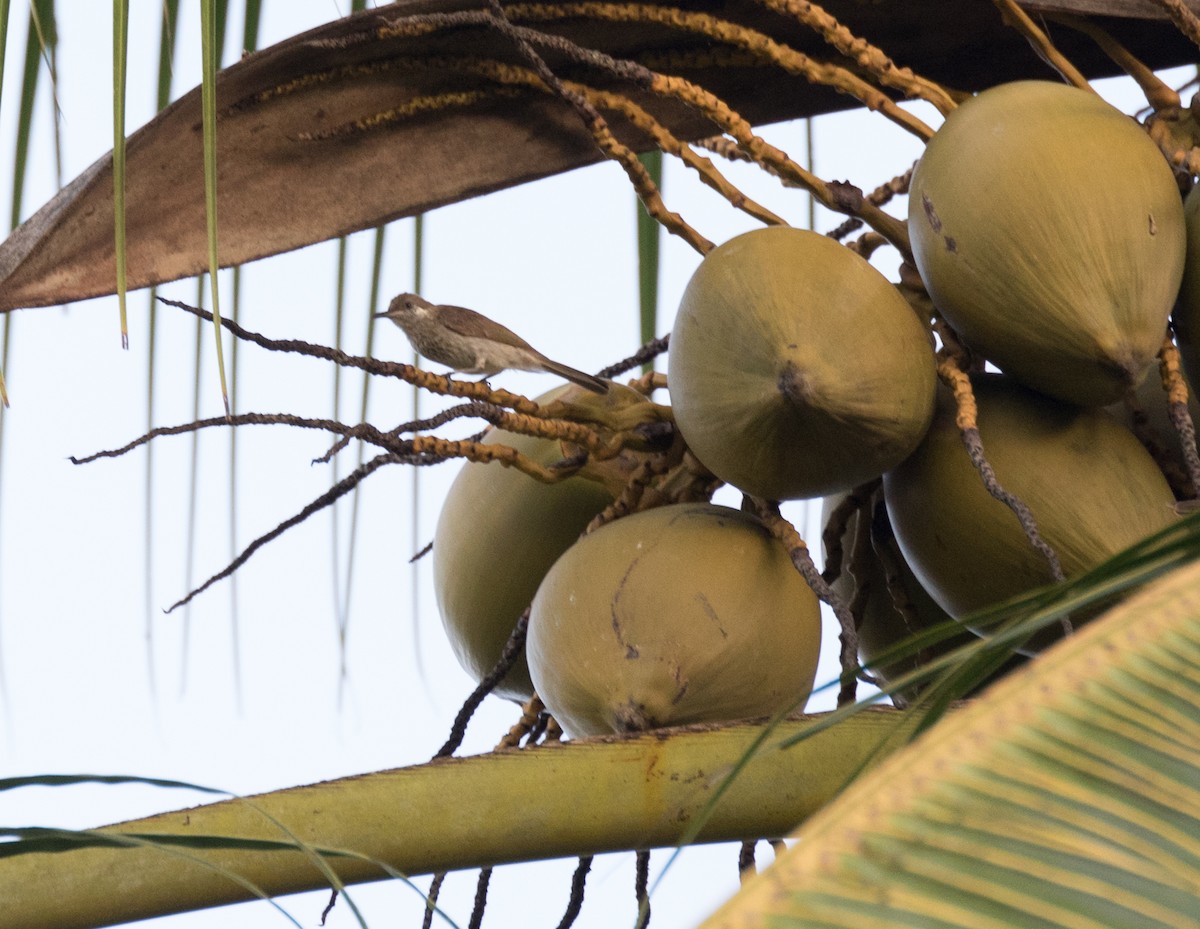 Silver-eared Honeyeater - ML177833751