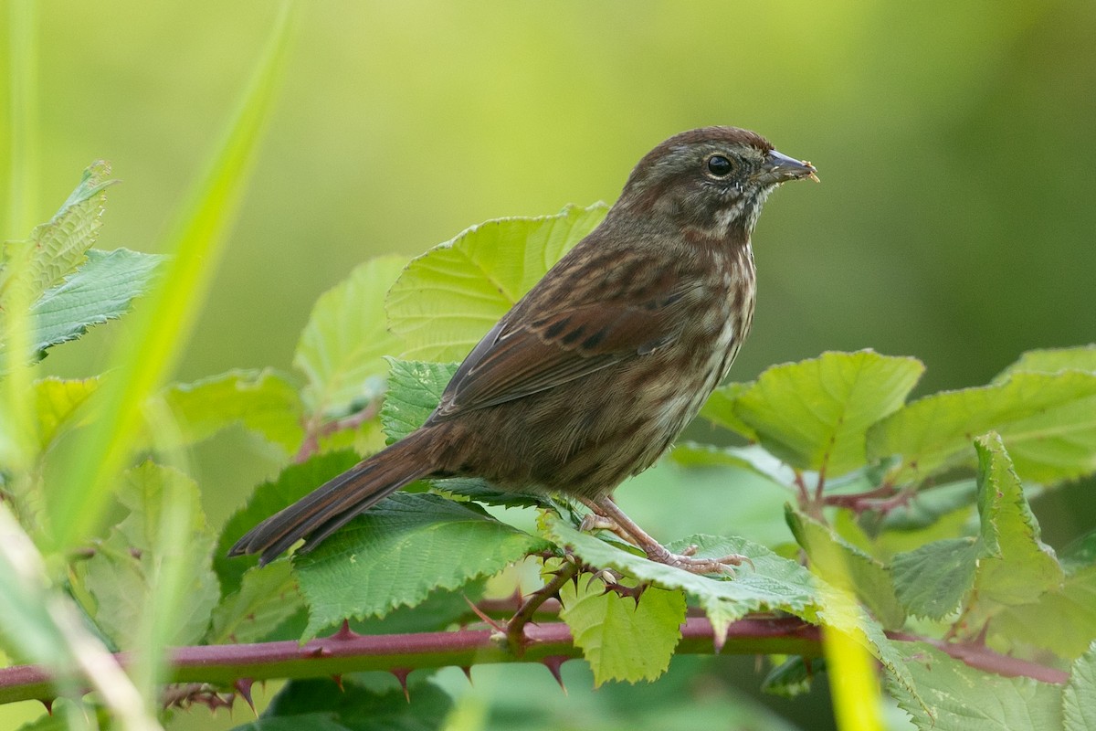 Song Sparrow - John Reynolds