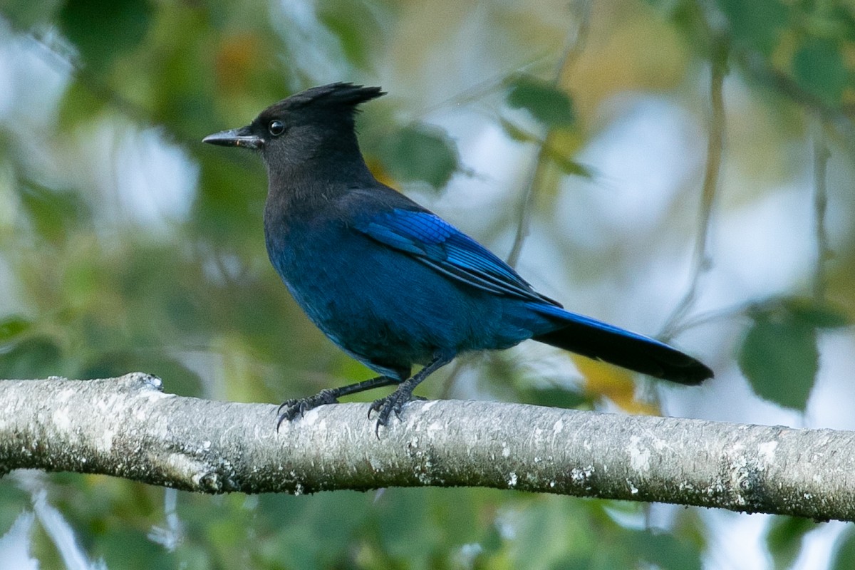 Steller's Jay - ML177834031