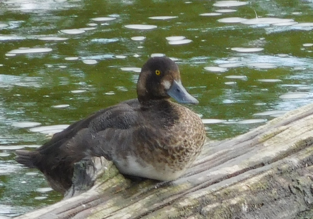 Greater Scaup - Kevin Spencer