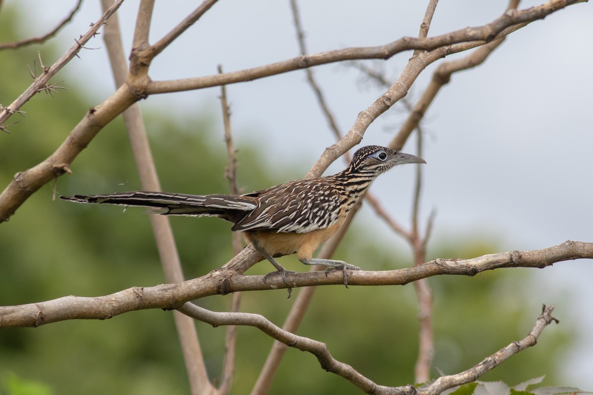 Lesser Roadrunner - Francis Canto Jr
