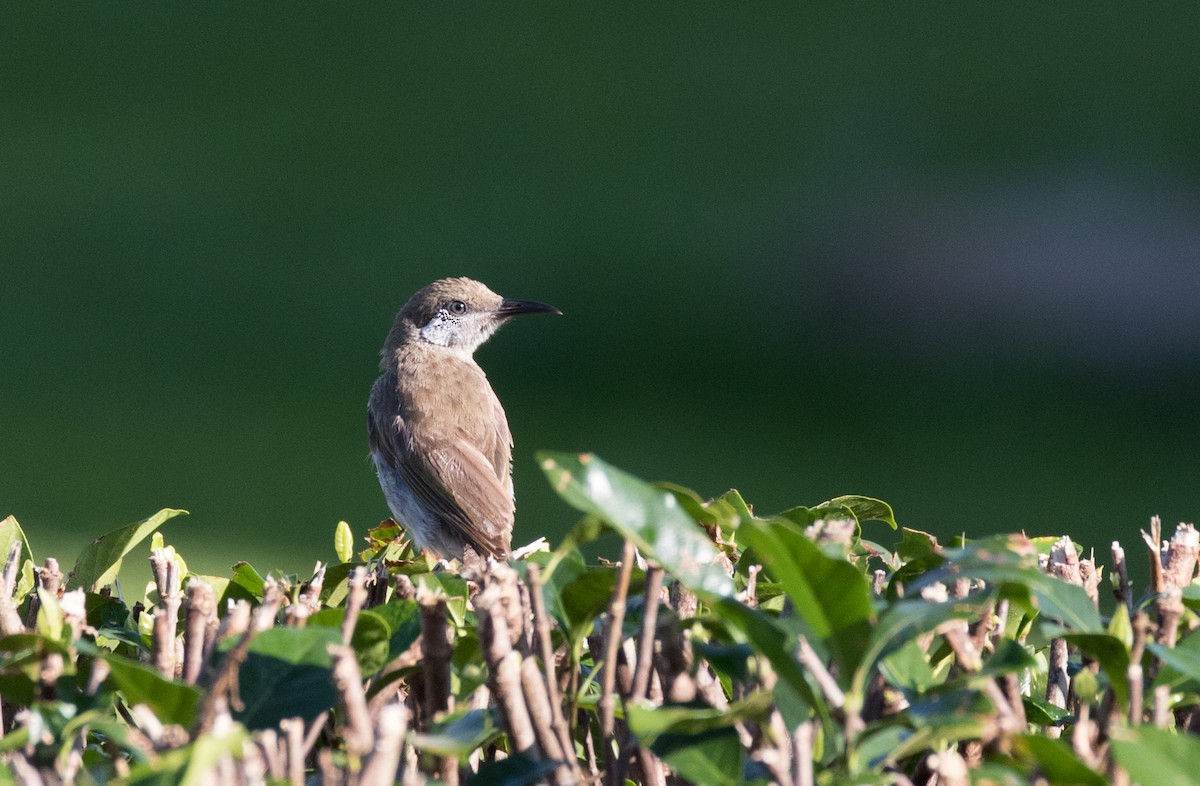 Silver-eared Honeyeater - ML177836241